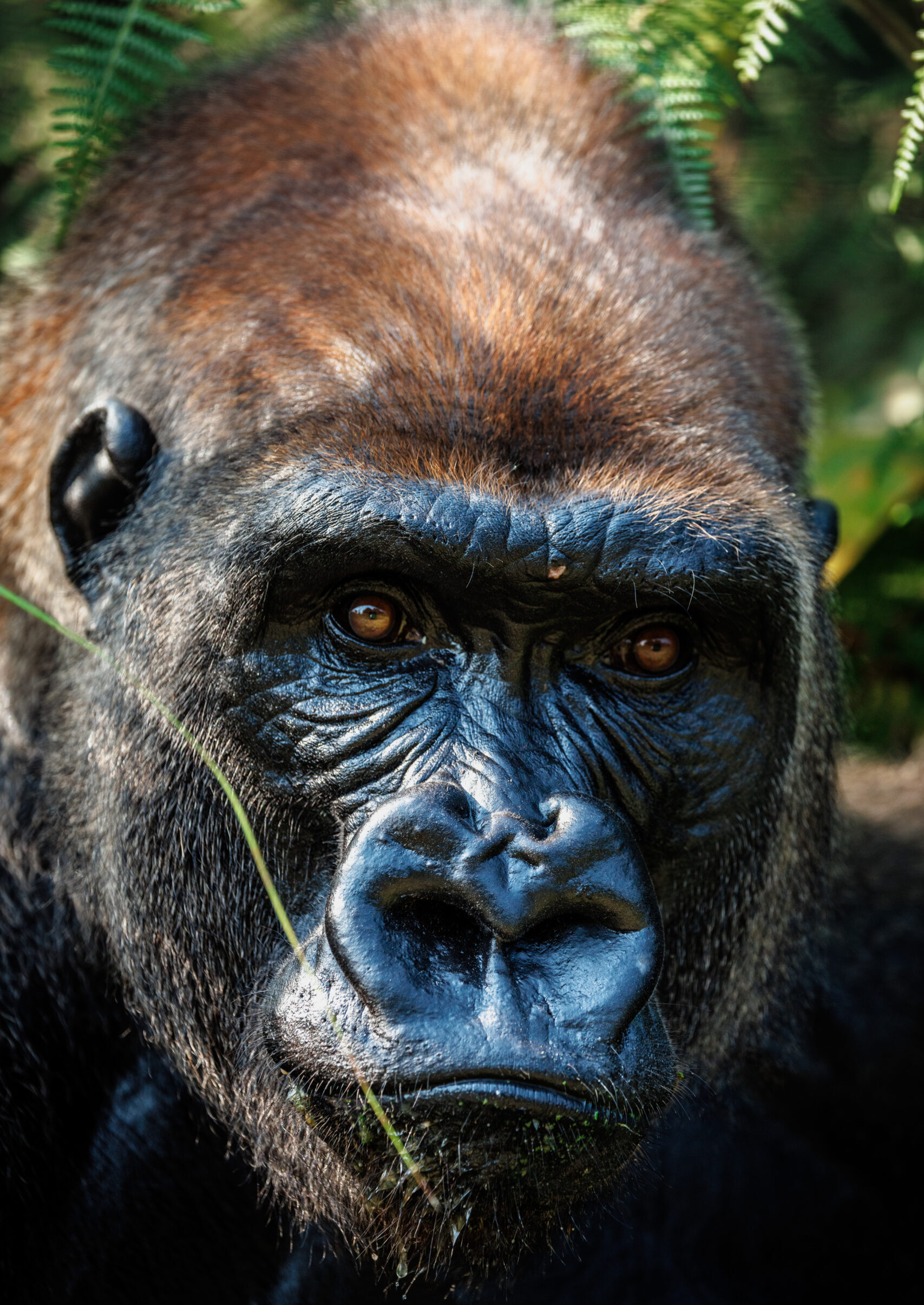© Valentin Pacaut / The Explorers

2023, The Explorers, Gabon, gorille, gorille de l'ouest, dos argenté